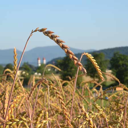 Dinkel-Anbau