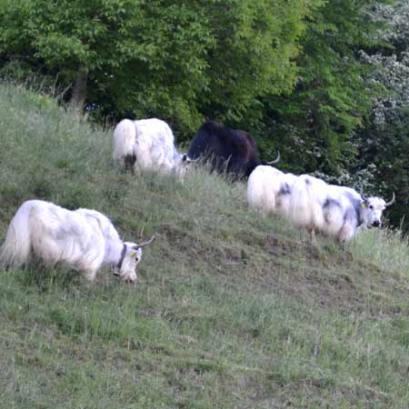 Yaks auf stotziger Weide