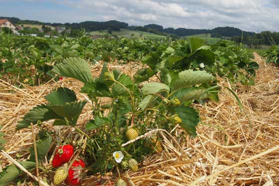 Beeren aus dem Rottal