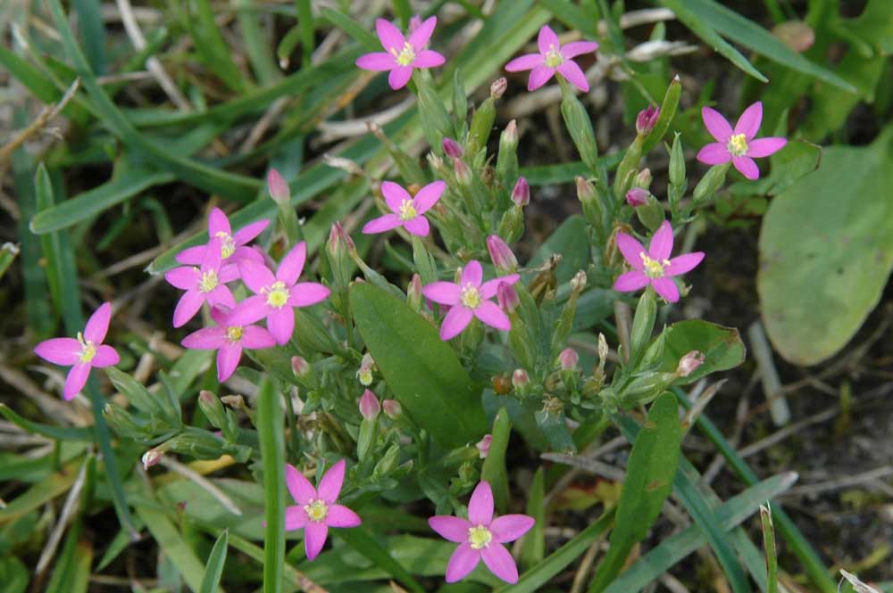 Centaurium