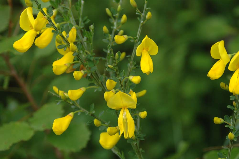 Cytisus-Blüte