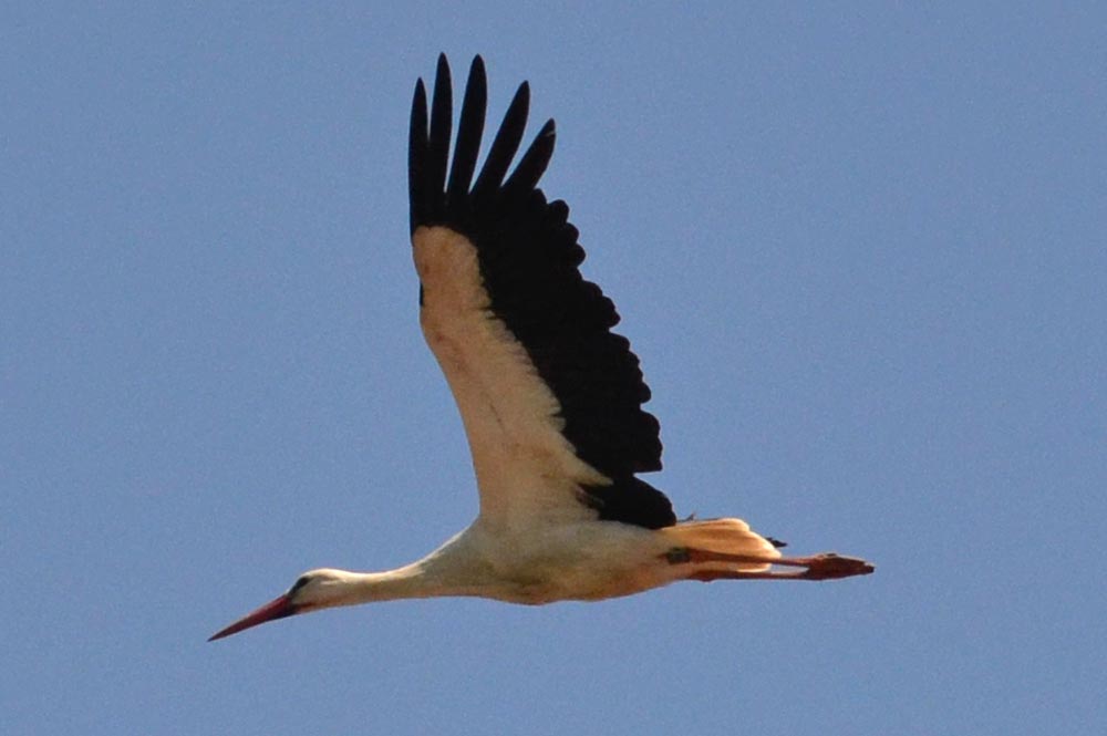 Storch