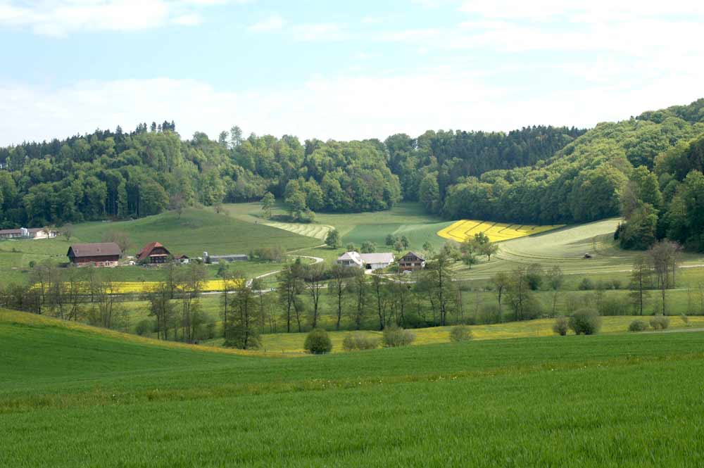 Elbogenfeld