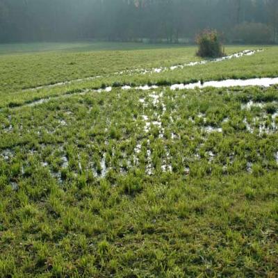 Rottaler Waessermatten 11 W Rieslbew