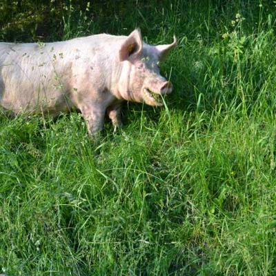 Schweine Mit Auslauf 01 Dsc 0245