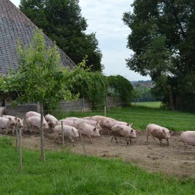 Schweine Mit Auslauf 04 Dsc 1956