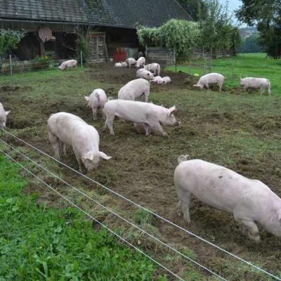Schweine Mit Auslauf 05 Dsc 2449