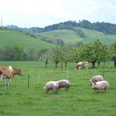 Schweine Mit Auslauf 13 Dsc 0384
