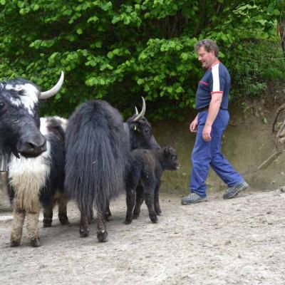 Yaks Auf Stotzigerweide 11 Dsc 0012