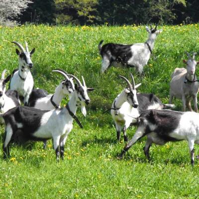 Pro Specie Rara Ziegen 01 Pfauengeiss 030 Foto Fam Haefliger
