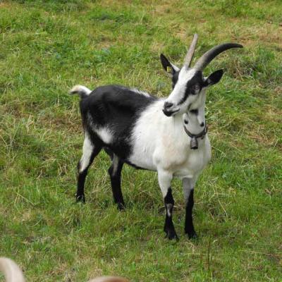 Pro Specie Rara Ziegen 03