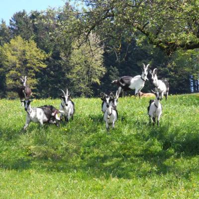 Pro Specie Rara Ziegen 05 Pfauengeissziegen 023 002