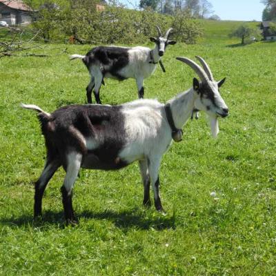 Pro Specie Rara Ziegen 07
